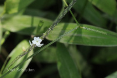 Stachytarpheta cayennensis